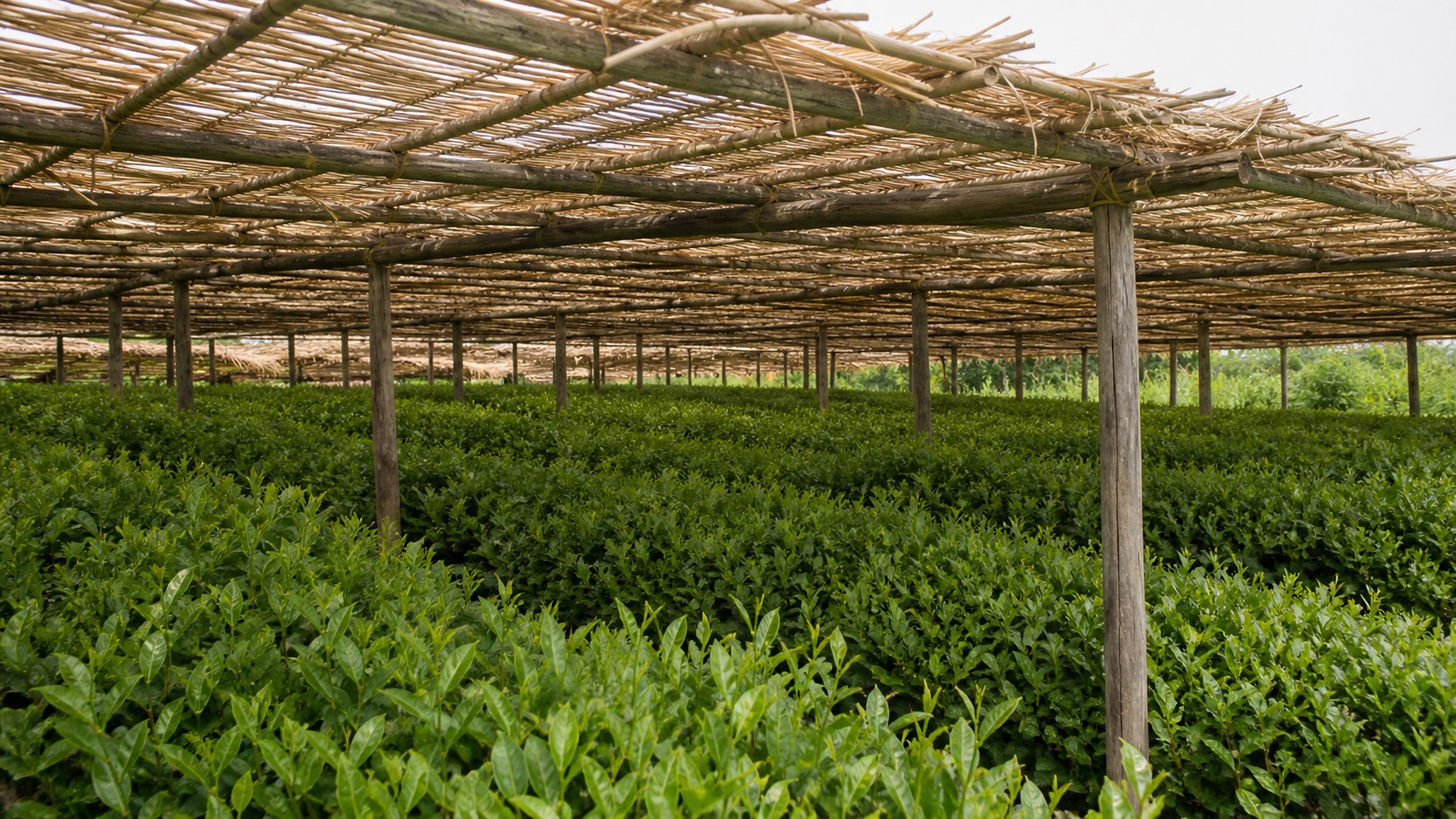 木の棚に葦簾を架けた本簾の覆下茶園。覆いの下に自然仕立ての茶樹が並ぶ